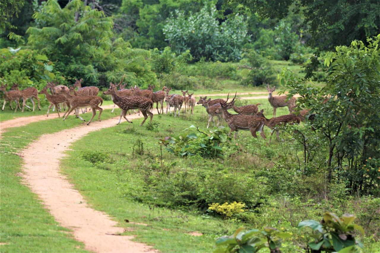 טיסמהרמה Yala Safari River View Hotel מראה חיצוני תמונה